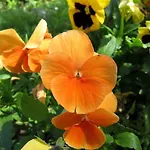 Bed & Breakfast Biancavilla Brescia