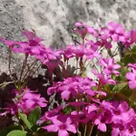 Biancavilla Brescia