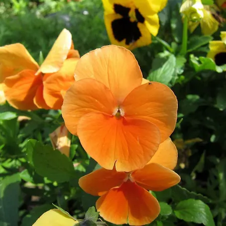 Bed & Breakfast Biancavilla Brescia