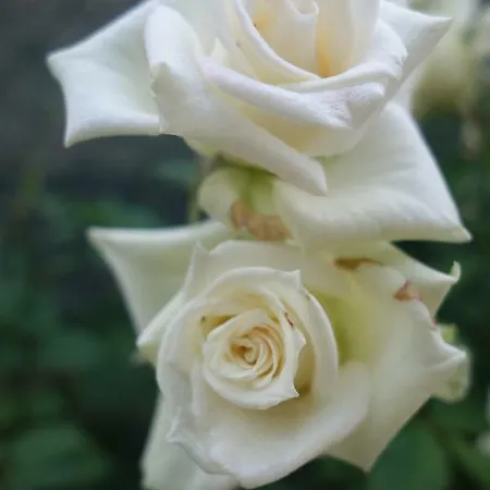 Bed & Breakfast Biancavilla