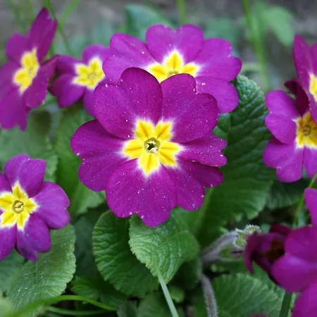 Biancavilla 住宿加早餐酒店 *