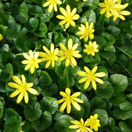 Biancavilla Bed & Breakfast