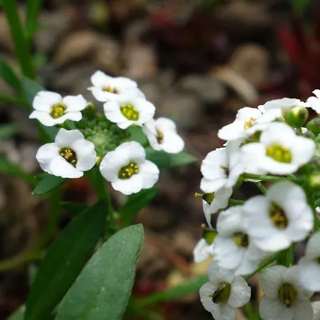 Biancavilla Bed & Breakfast Brescia