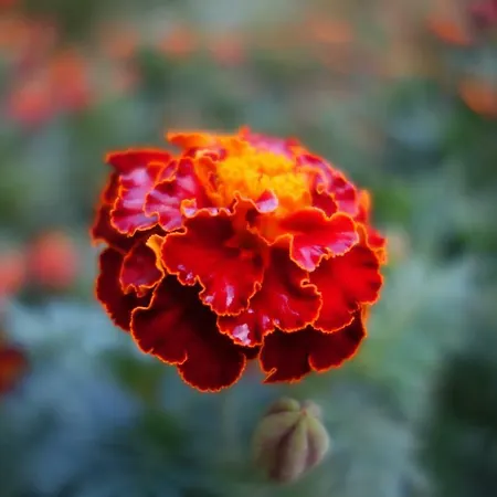 Bed & Breakfast Biancavilla *