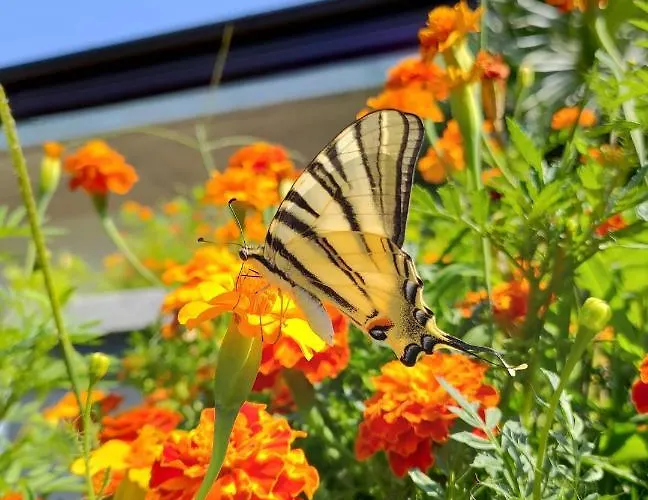 住宿加早餐酒店 Biancavilla *