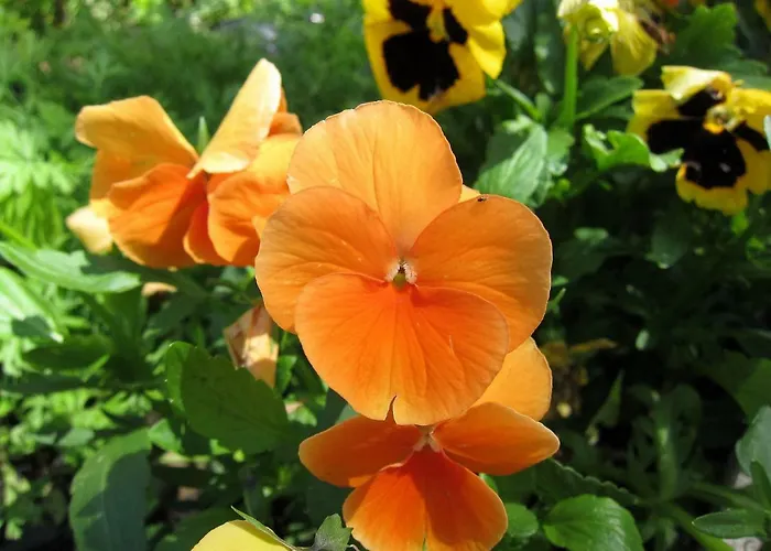 Bed & Breakfast Biancavilla Brescia