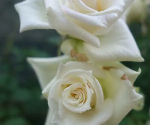 住宿加早餐酒店 Biancavilla