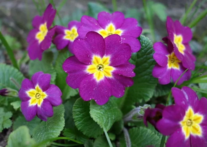 Biancavilla Bed & Breakfast *