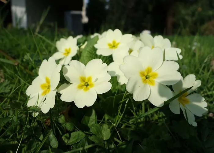 Biancavilla 住宿加早餐酒店 布雷西亚