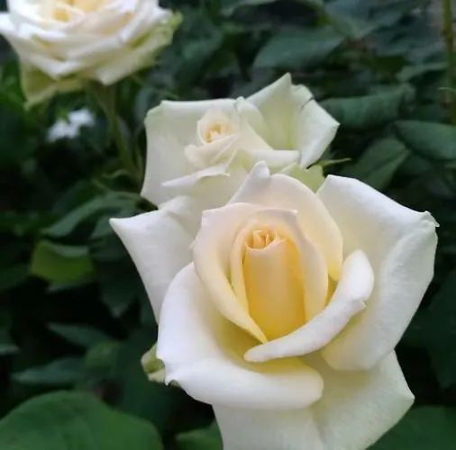 Biancavilla 住宿加早餐酒店