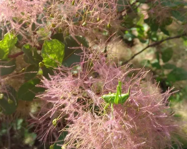住宿加早餐酒店 Biancavilla 布雷西亚