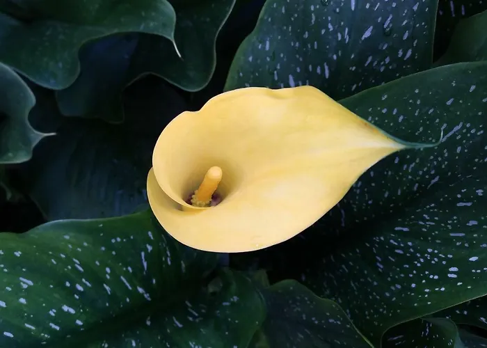 Biancavilla * Brescia