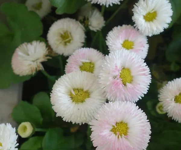 Biancavilla * Brescia