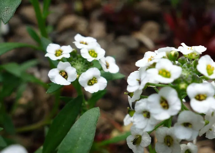 Biancavilla Bed & Breakfast Brescia