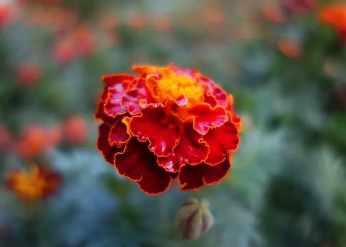 住宿加早餐酒店 Biancavilla *