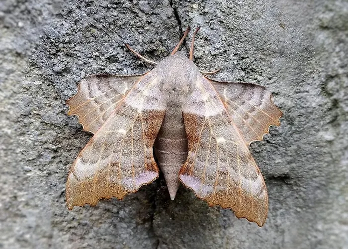 Biancavilla 住宿加早餐酒店 *