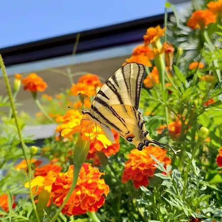 Bed and breakfast Biancavilla *