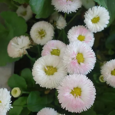 Biancavilla * Brescia